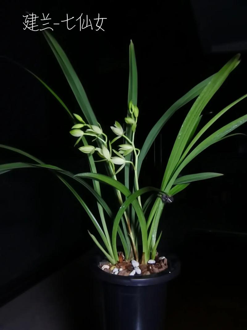 建兰叶子卷是品种问题还是养护不当？-图3
