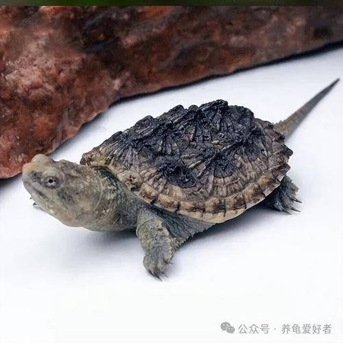 鳄龟2025年价格会涨还是跌？-图1