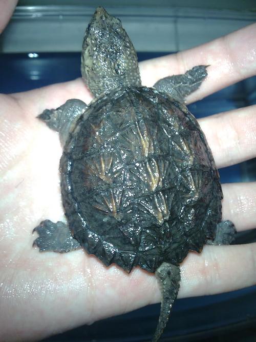 鳄龟2025年价格会涨还是跌？-图2