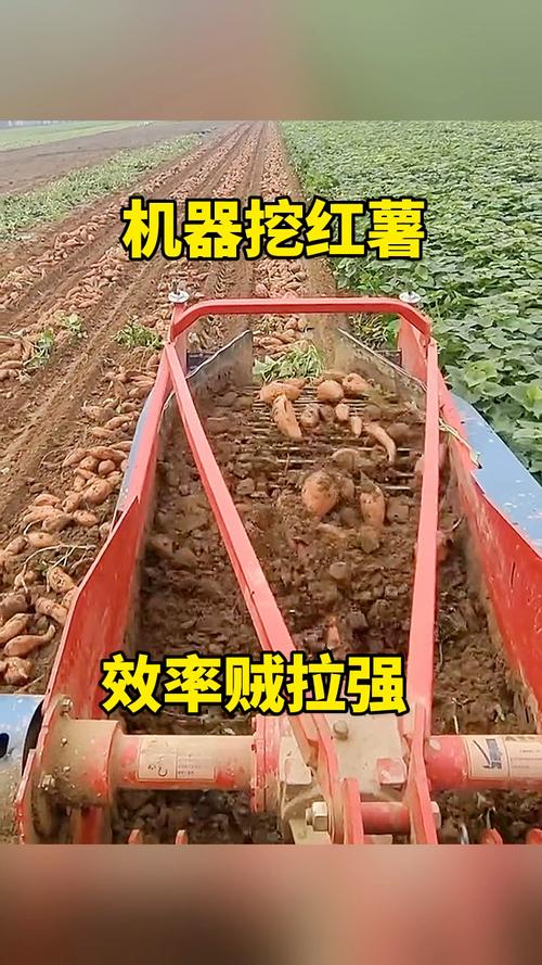 红薯机械种植视频，如何高效操作？-图2