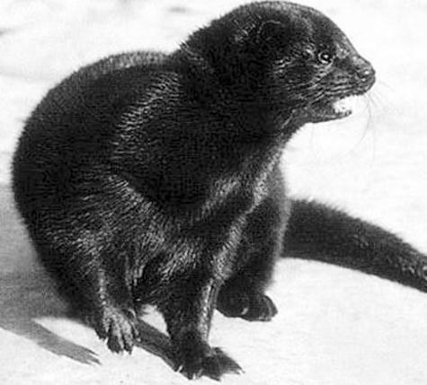 金州黑色标准水貂价格-图1