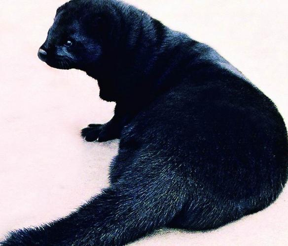 金州黑色标准水貂价格-图2