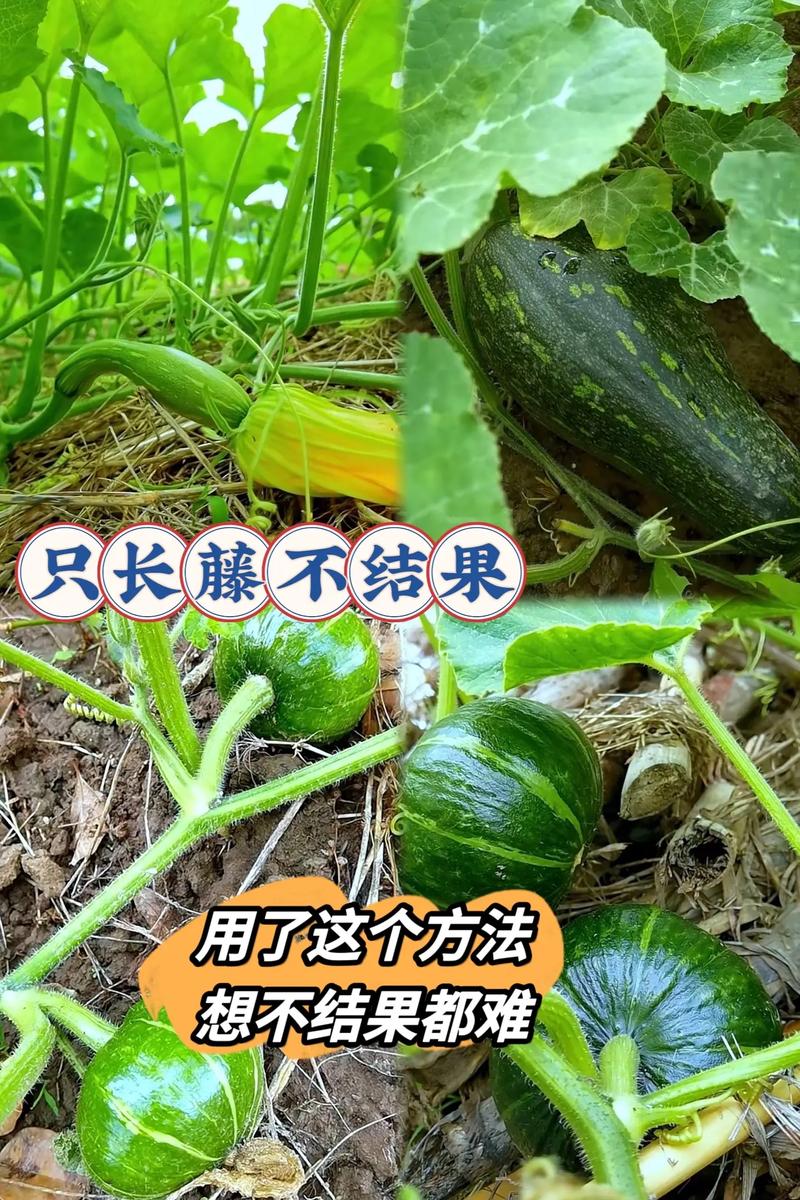 露地南瓜冬季怎么种？关键技术有哪些？-图2