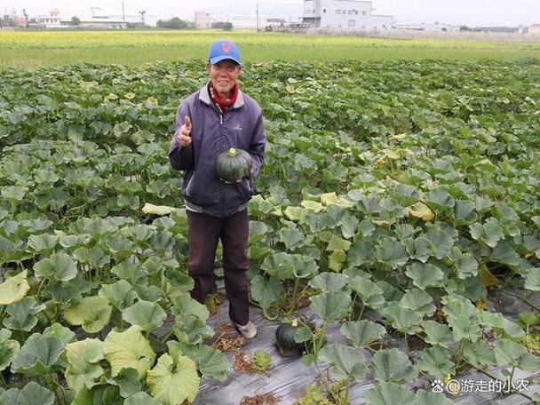 露地南瓜冬季怎么种？关键技术有哪些？-图3