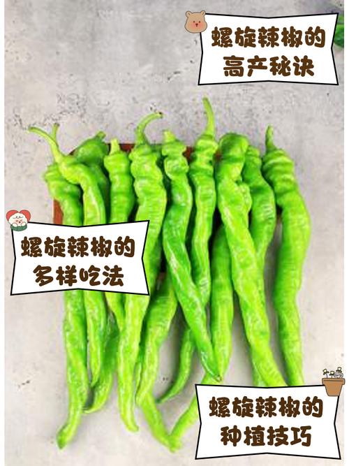 羊辣椒有哪些常见品种？-图1