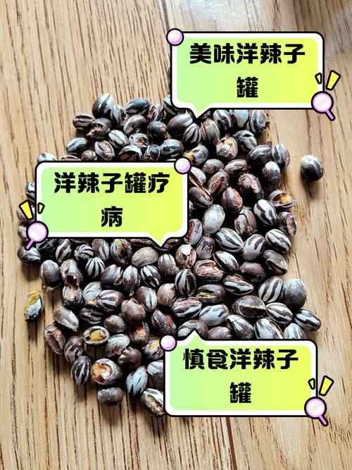 羊辣椒有哪些常见品种？-图2