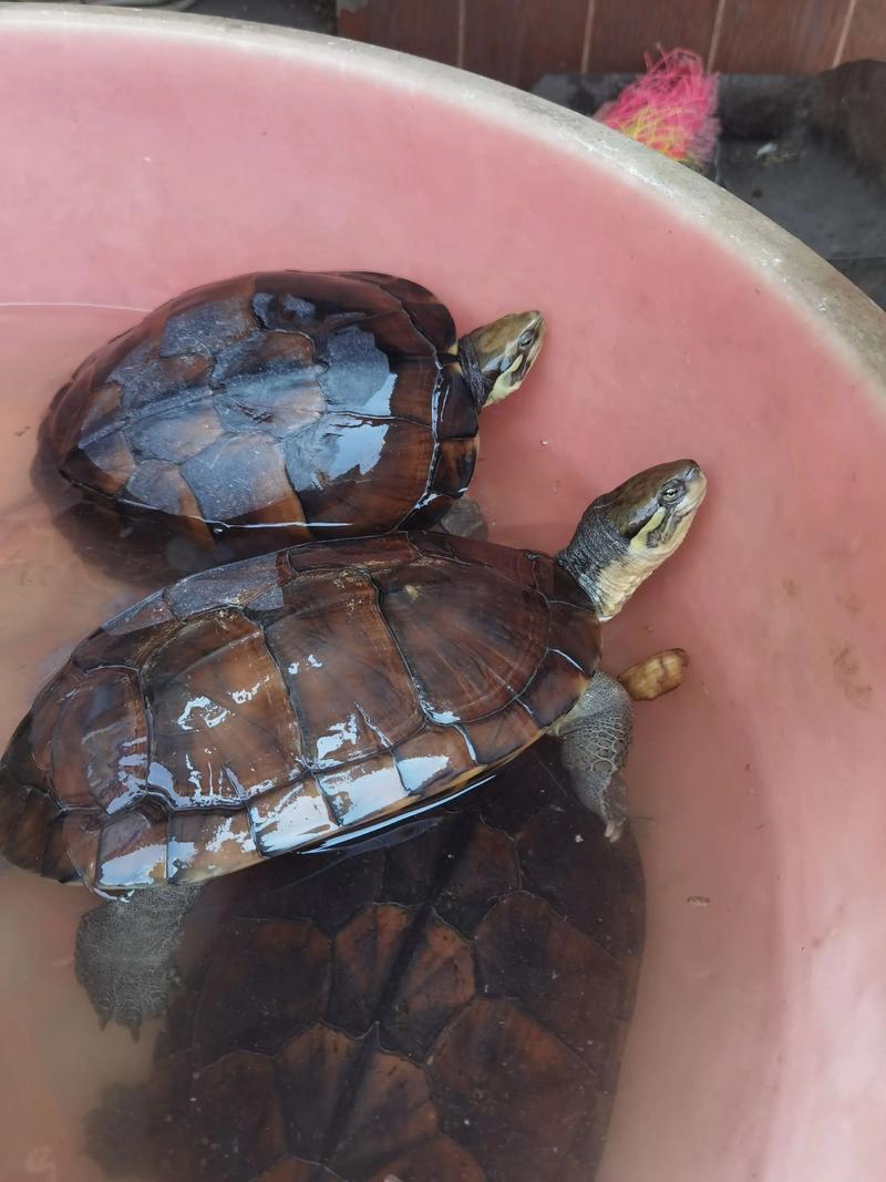 2025南宁石龟价格会涨还是跌？-图2