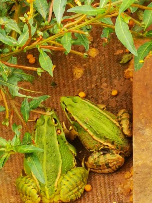 黑颜色青蛙是什么品种-图2