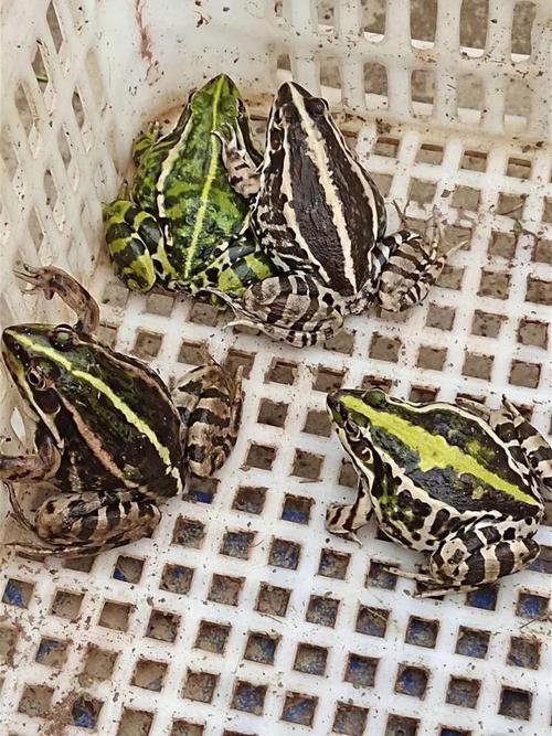 黑颜色青蛙是什么品种-图1