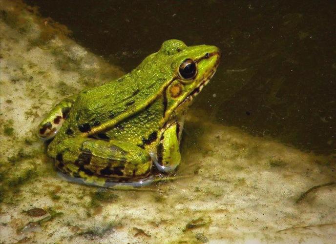 黑颜色青蛙是什么品种-图3