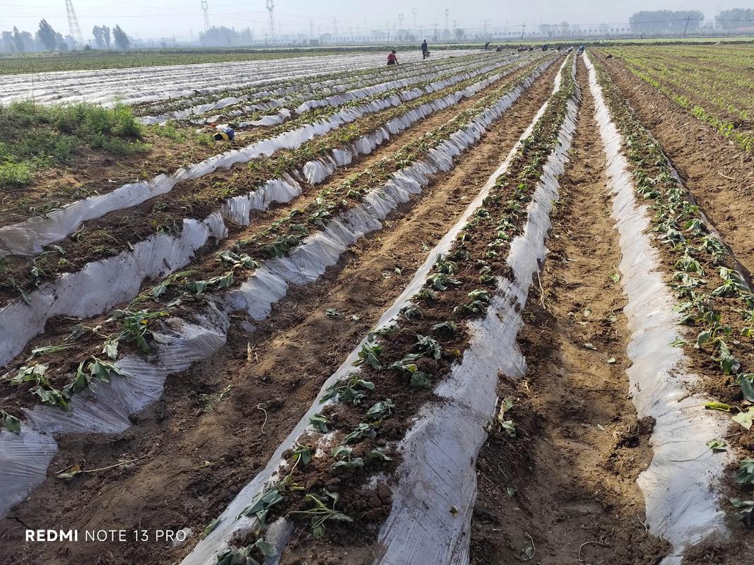 苦瓜红薯怎么套种?技术要点有哪些?-图1 苦瓜红薯怎么套种?技术要点有哪些?-图1