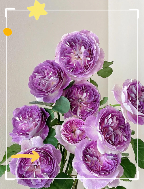 蓝粉色月季品种是什么？-图1