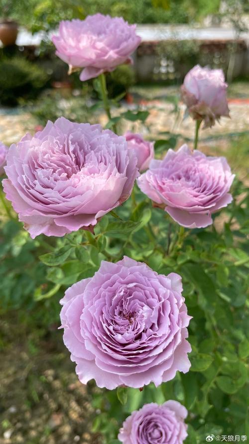 蓝粉色月季品种是什么？-图2