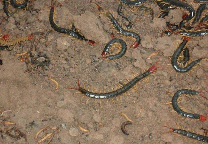 蜈蚣养殖技术价格多少？-图2