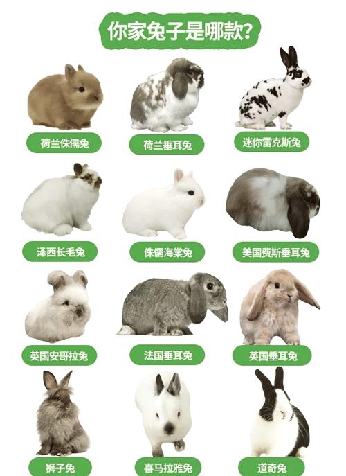 哪种兔子繁殖速度最快？-图1