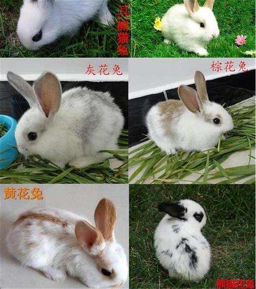 哪种兔子繁殖速度最快？-图2