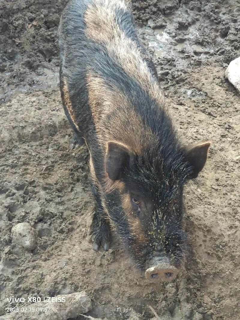 养跑山猪，什么品种最优？-图1