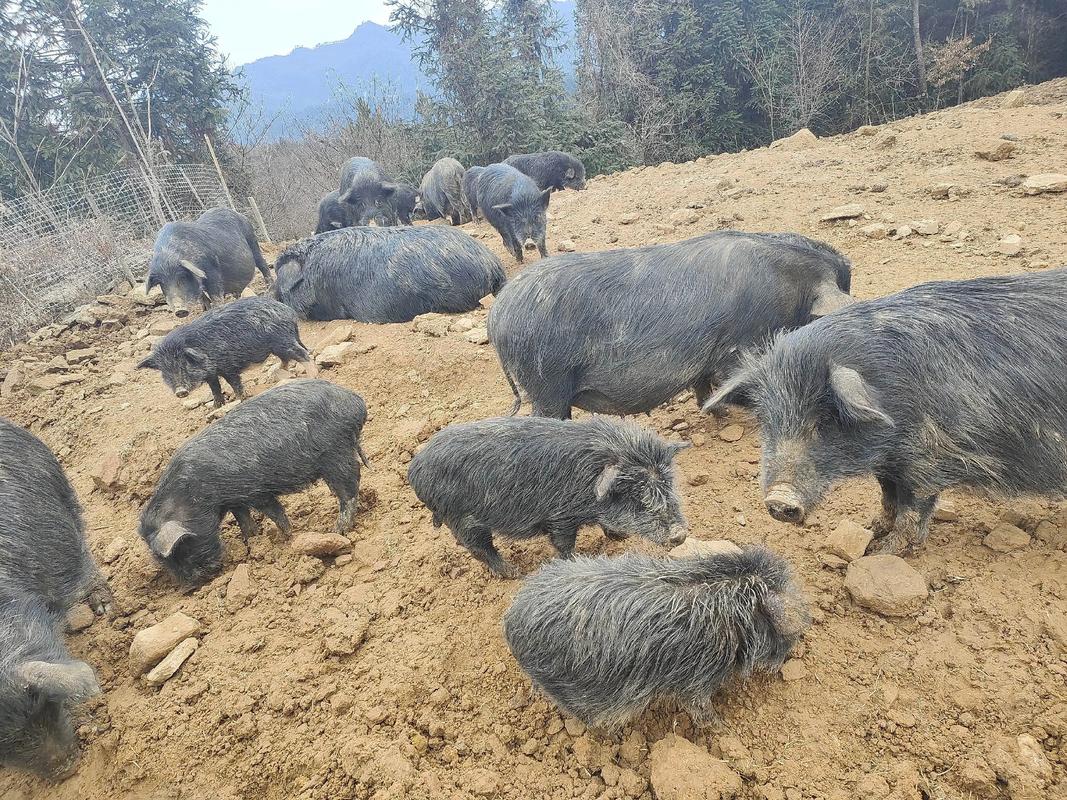 养跑山猪，什么品种最优？-图2