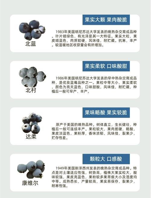 矮丛蓝莓哪个品种最甜？-图1