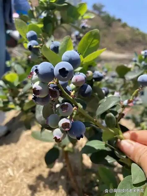 矮丛蓝莓哪个品种最甜？-图2