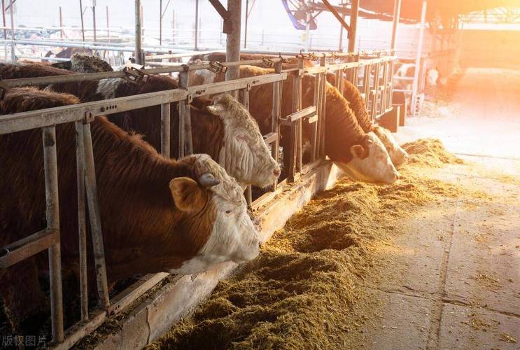 日本肉牛养殖技术有哪些核心秘诀？-图1