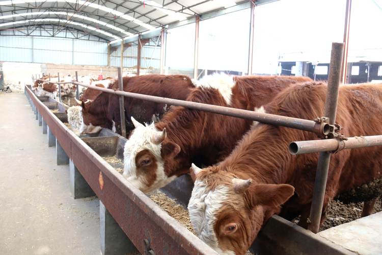 日本肉牛养殖技术有哪些核心秘诀？-图2