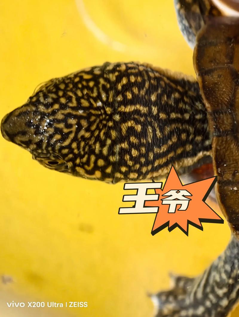 2025年蛋龟价格会涨还是跌？-图1