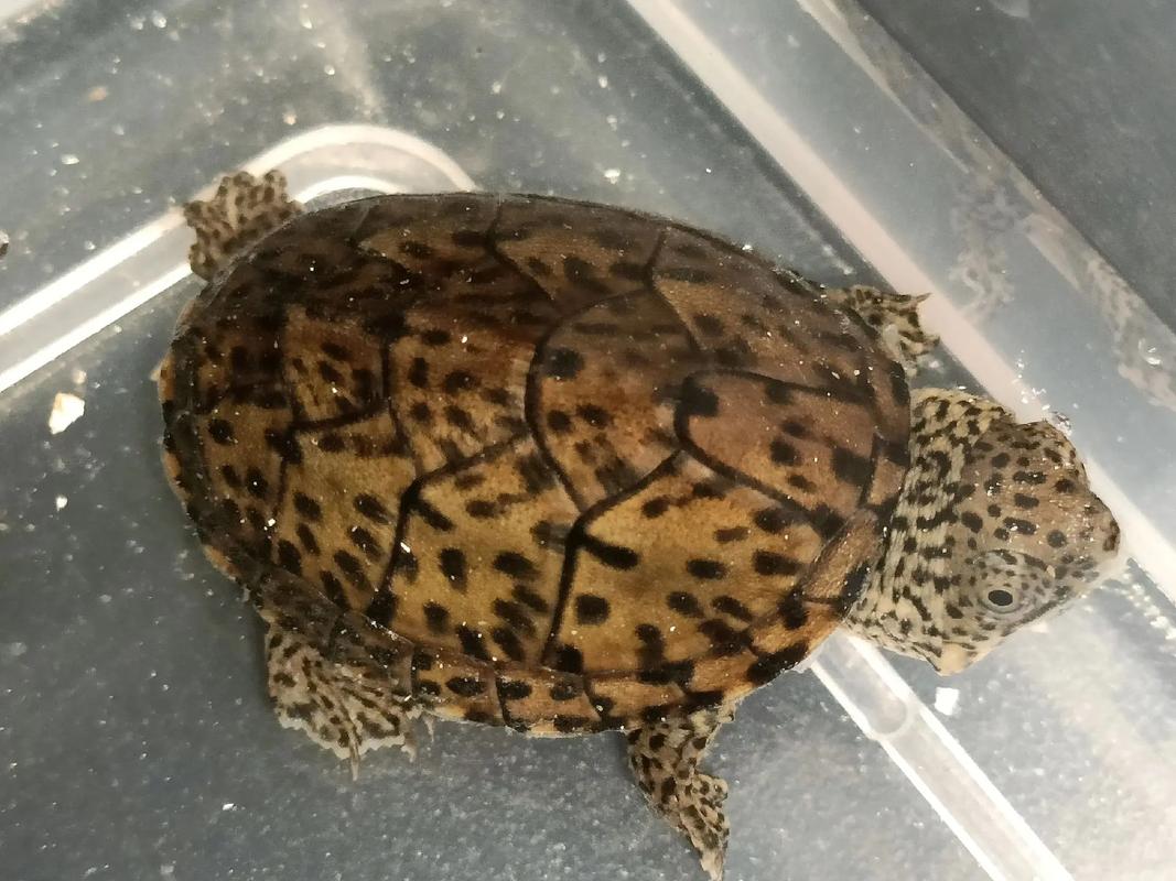 2025年蛋龟价格会涨还是跌？-图3