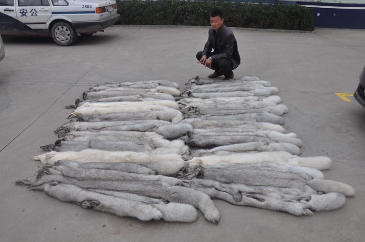 诸城现在狐狸貉子价格-图2 诸城现在狐狸貉子价格-图2