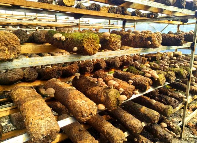 香菇菌种培育技术视频怎么学？-图1