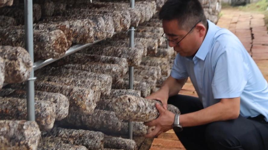 香菇菌种培育技术视频怎么学？-图3