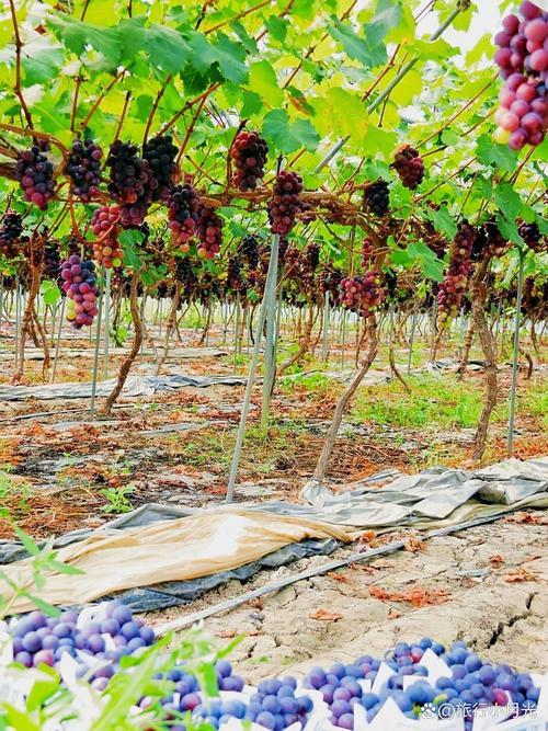 大棚提子种植技术视频-图1 大棚提子种植技术视频-图1