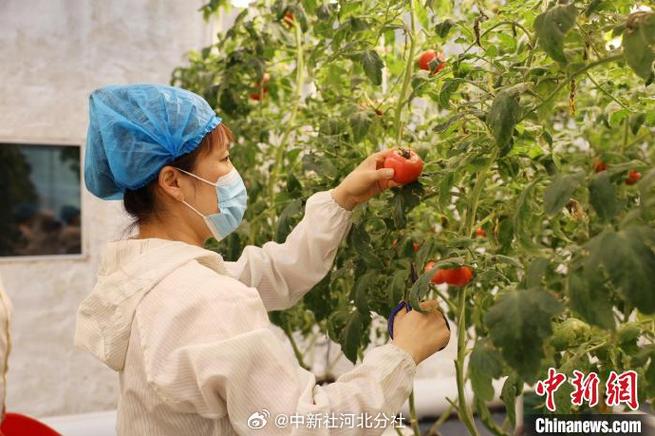 大棚提子种植技术视频-图2 大棚提子种植技术视频-图2