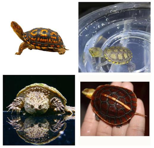 2025年辐射龟价格会涨还是跌?-图1 2025年辐射龟价格会涨还是跌?-图1