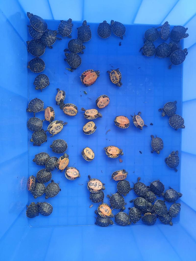 2025年辐射龟价格会涨还是跌？-图3