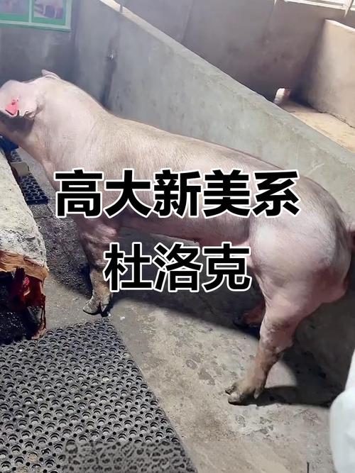 为何我国要引进国外猪品种？-图1