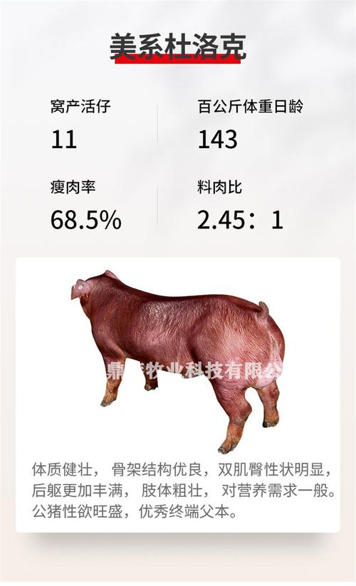 为何我国要引进国外猪品种？-图2