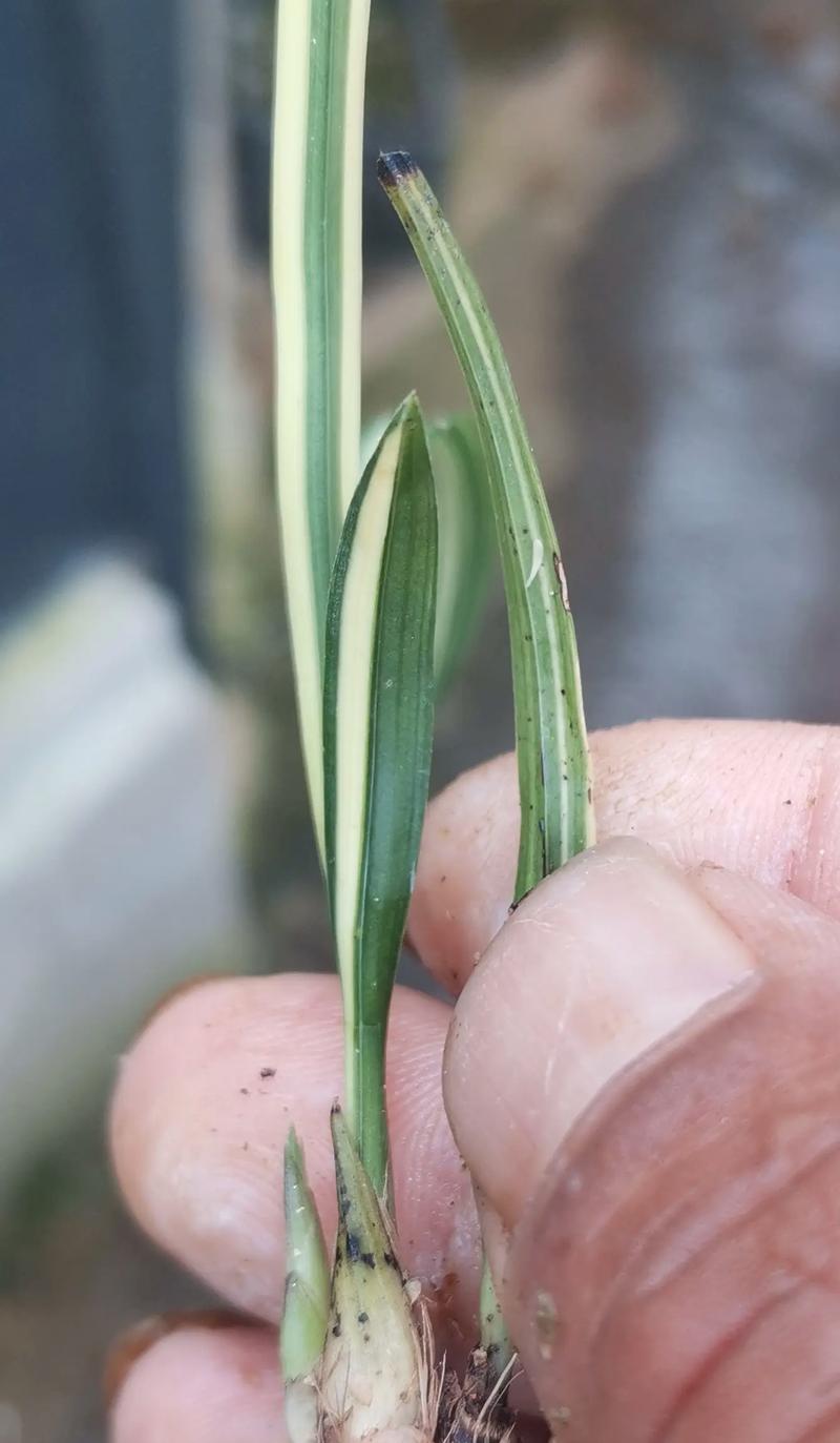 春兰哪些品种叶片偏短？-图2