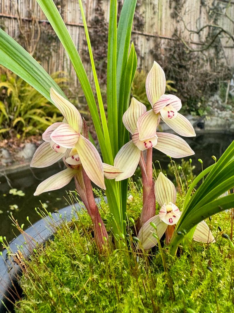 春兰哪些品种叶片偏短？-图1