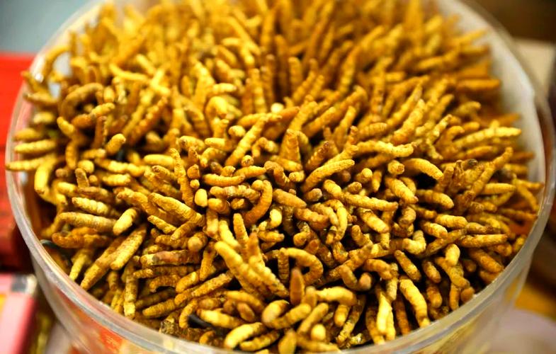 翻滚式黄粉虫养殖技术-图2