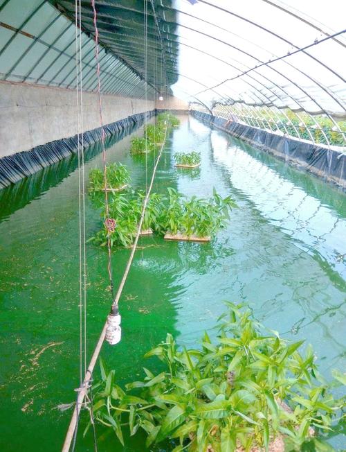 哪里学泥鳅养殖技术最靠谱？-图1