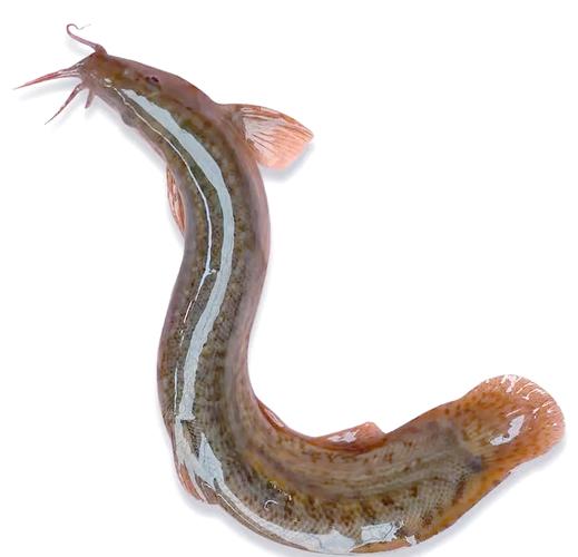 哪里学泥鳅养殖技术最靠谱？-图3