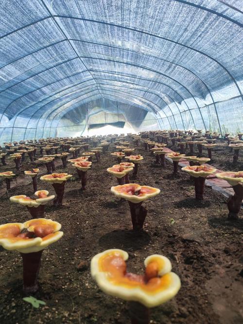 人工灵芝种植技术视频-图1