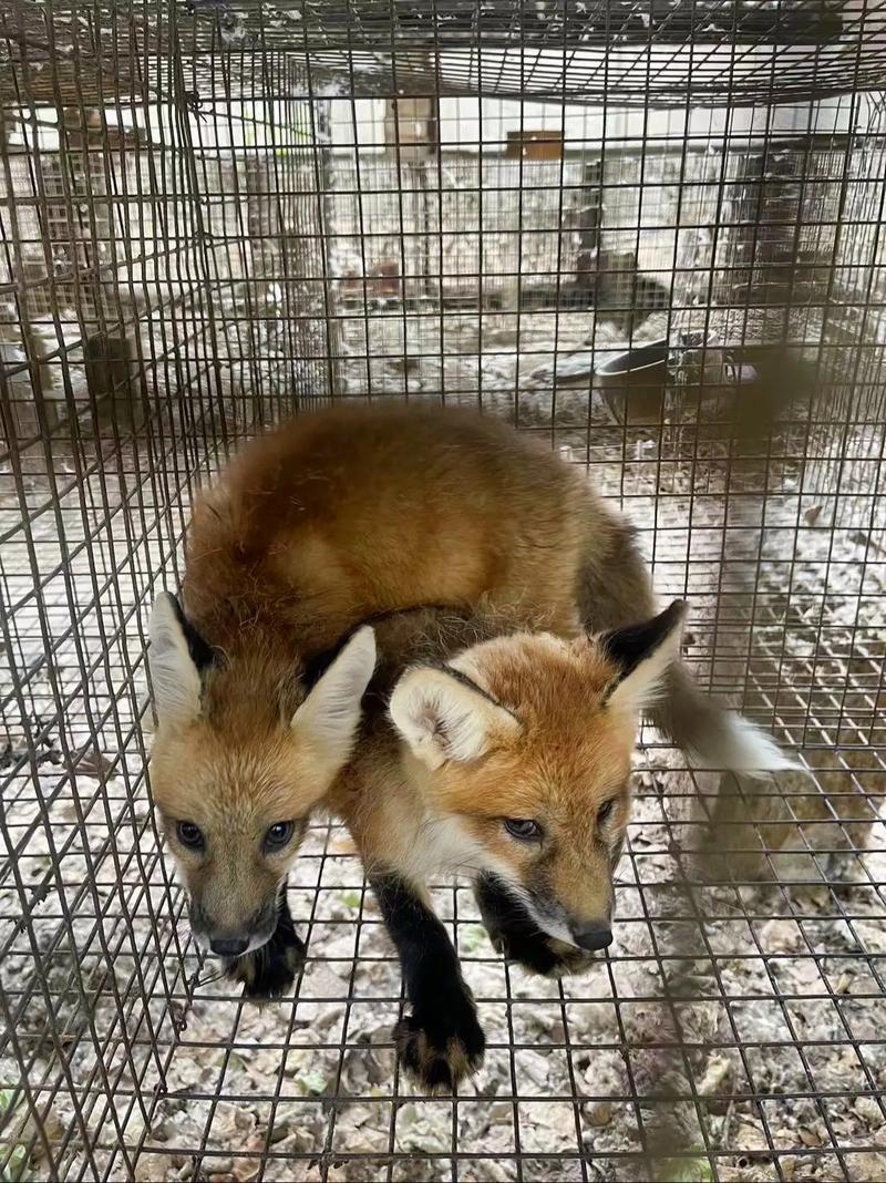 狐狸养殖补贴怎么申请？最新技术补贴有哪些？-图1