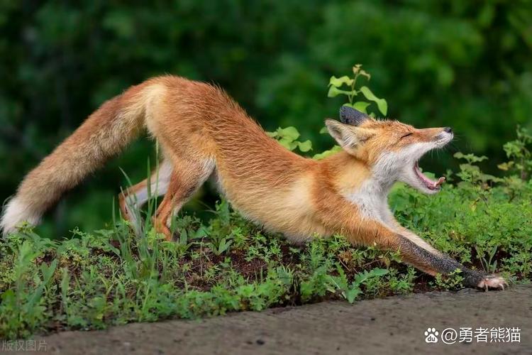 狐狸养殖补贴怎么申请？最新技术补贴有哪些？-图2