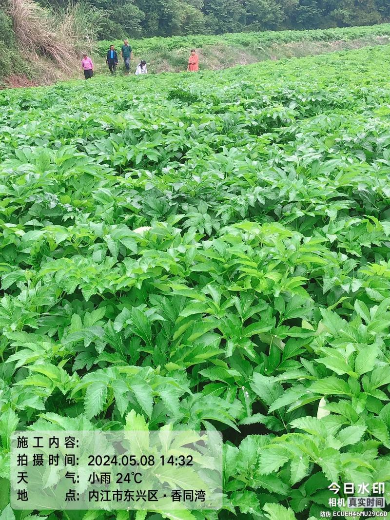 白芷适合哪里种植?关键技术有哪些?-图1 白芷适合哪里种植?关键技术有哪些?-图1