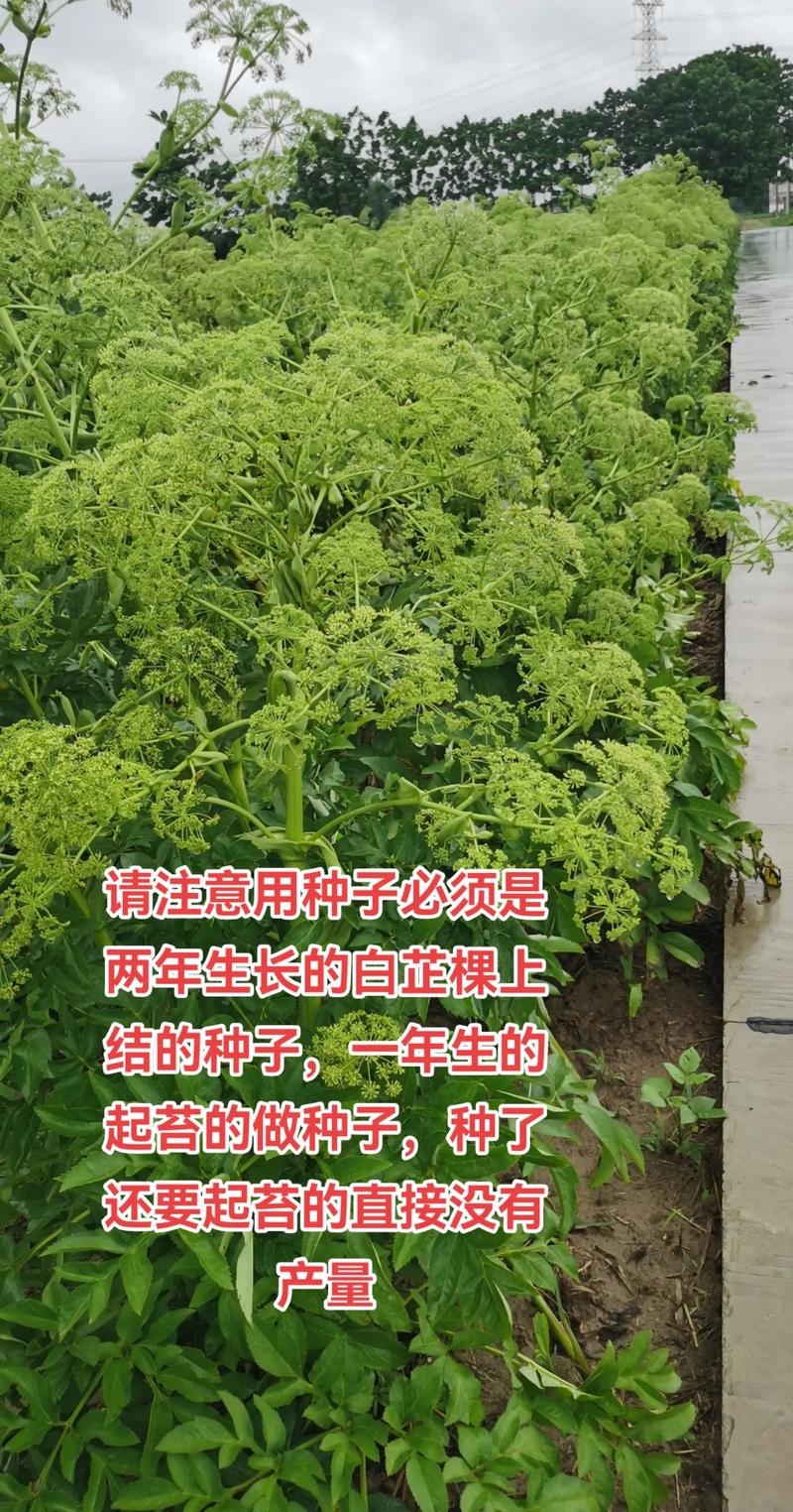 白芷适合哪里种植?关键技术有哪些?-图2 白芷适合哪里种植?关键技术有哪些?-图2
