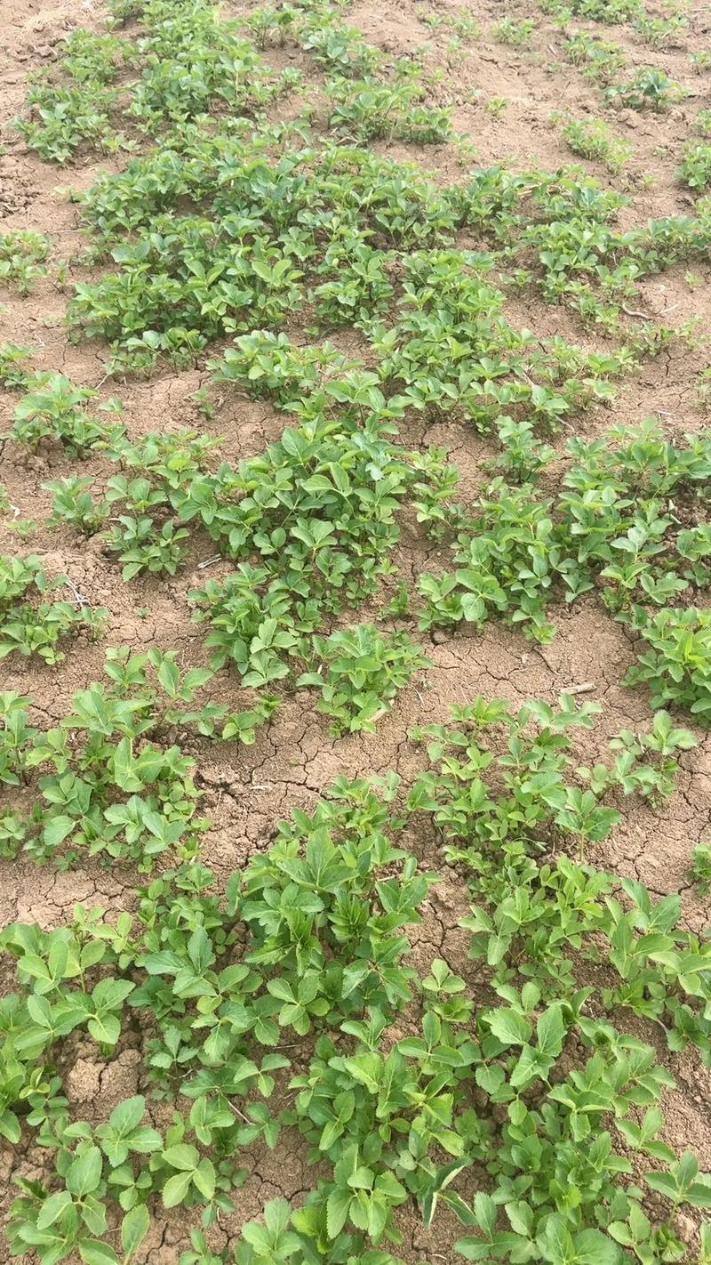 白芷适合哪里种植?关键技术有哪些?-图3 白芷适合哪里种植?关键技术有哪些?-图3