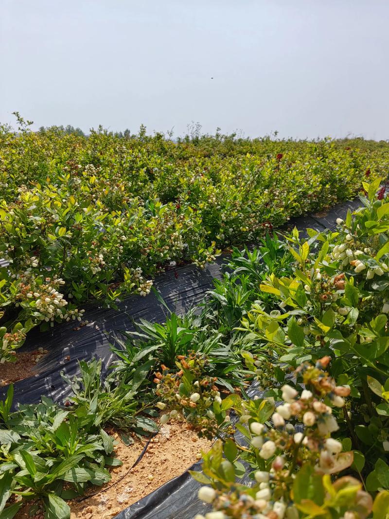 蓝莓种植技术视频北方-图3