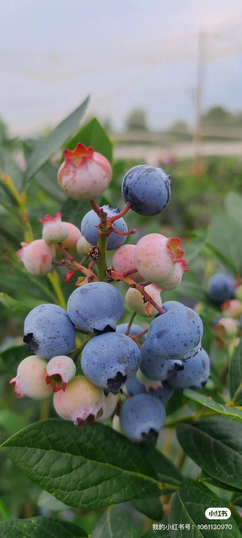 晚熟蓝莓哪个品种最好吃？-图1